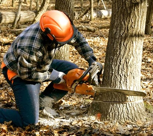 Tree Removal in Benton, LA